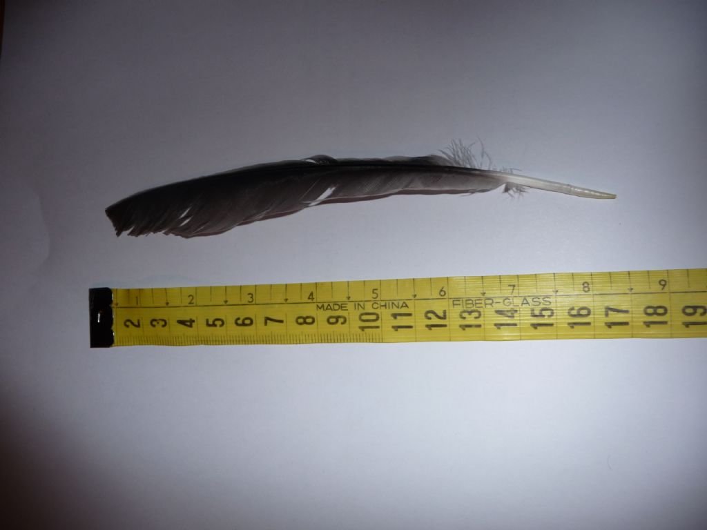 Identificazione penne